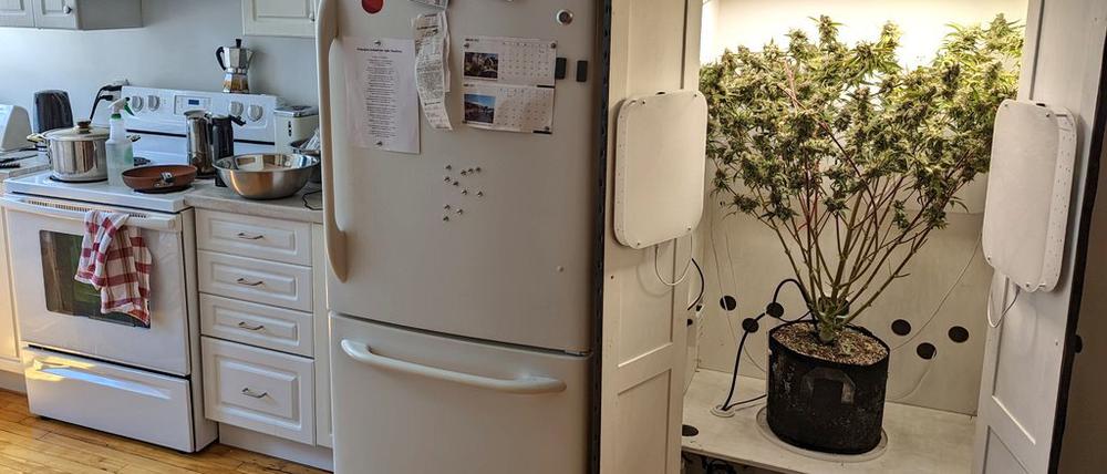 Growschrank in der Küche