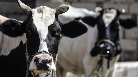 Kühe gelten als nicht sonderlich intelligent. In Erfurt roch nun  aber ein Rind auf dem Weg ins Schlachthaus den Braten und ergriff die Flucht.