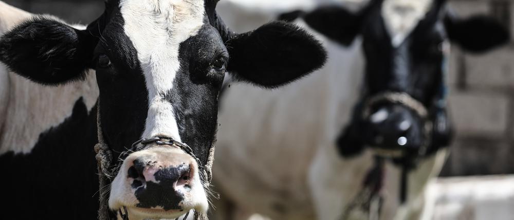 Kühe gelten als nicht sonderlich intelligent. In Erfurt roch nun  aber ein Rind auf dem Weg ins Schlachthaus den Braten und ergriff die Flucht.