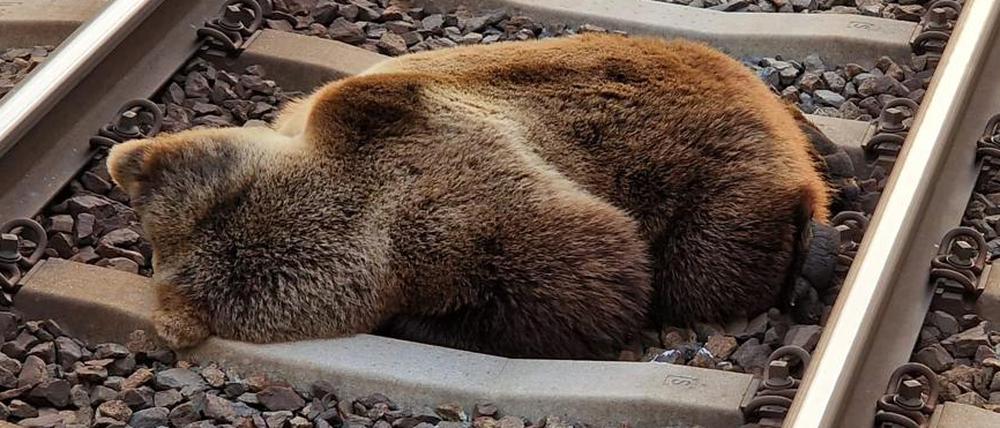 Ein Bär liegt tot auf den Gleisen in der Nähe des Bahnhofs Schwarzach-St. Veit im Salzburger Pongau, nachdem er am frühen Morgen auf der Bahnstrecke zwischen Schwarzach und Lend mit einem Zug zusammengestoßen und getötet worden ist.