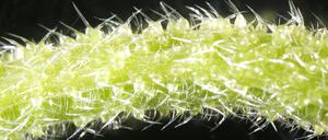 Australischer Gympie-Gympie-Baum