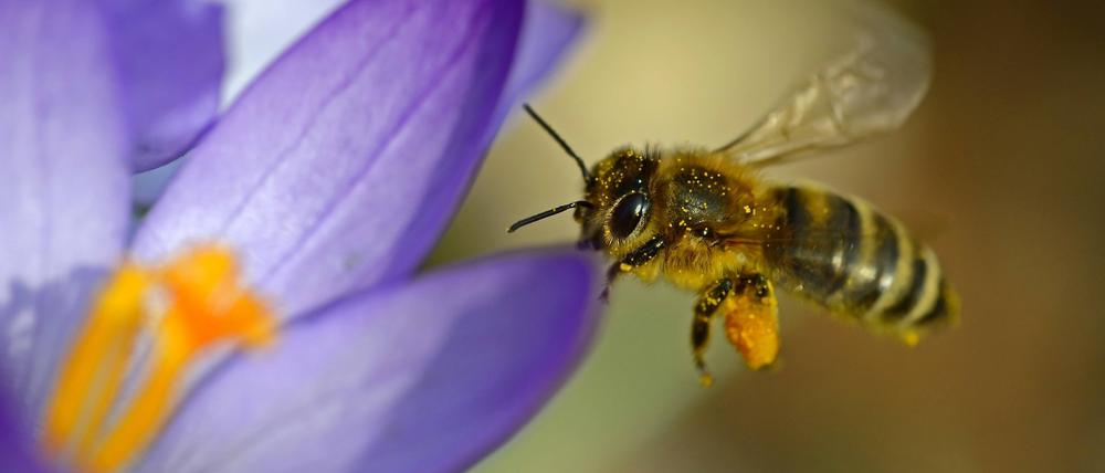 Bienen sind weltweit vom Aussterben bedroht.