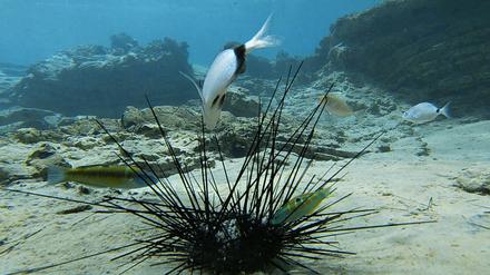 Seeigel im Mittelmeer