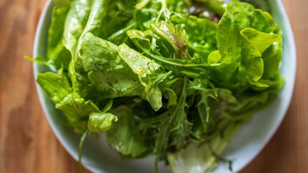 Info: Grüner Gartensalat mit grünem Eichblatt, rotem Kopfsalat, Rucola und Asiasalat der Domäne Dahlem, fotografiert am 10.5.23
