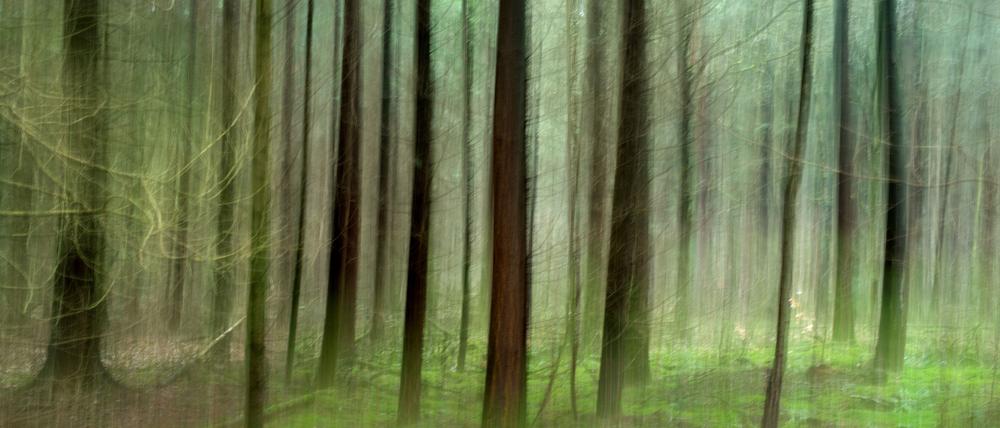 Ein Wald bei Burgdorf in der Region Hannover (Niedersachsen). Die Wälder haben sich in den vergangenen beiden Jahrzehnten in Niedersachsen ausgebreitet. Seit 1979 sind landesweit Waldflächen von insgesamt knapp 61.000 Hektar hinzugekommen.