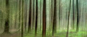 Ein Wald bei Burgdorf in der Region Hannover (Niedersachsen). Die Wälder haben sich in den vergangenen beiden Jahrzehnten in Niedersachsen ausgebreitet. Seit 1979 sind landesweit Waldflächen von insgesamt knapp 61.000 Hektar hinzugekommen. 