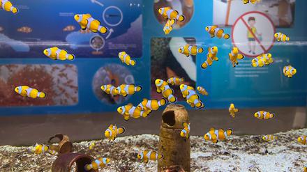 Clownfische schwimmen in einem Becken im Marine Discovery Centre des Resorts SAii Phi Phi Island Village. 