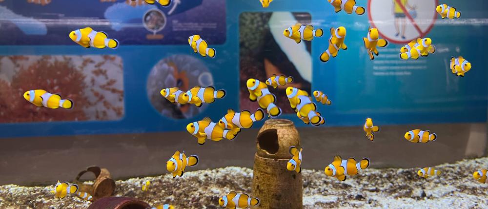 Clownfische schwimmen in einem Becken im Marine Discovery Centre des Resorts SAii Phi Phi Island Village.