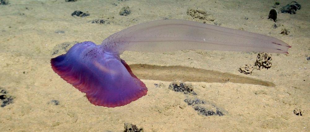 Eine Unterwasser-Expedition lieferte Aufnahmen verschiedener unbekannter Tiefseebewohner.