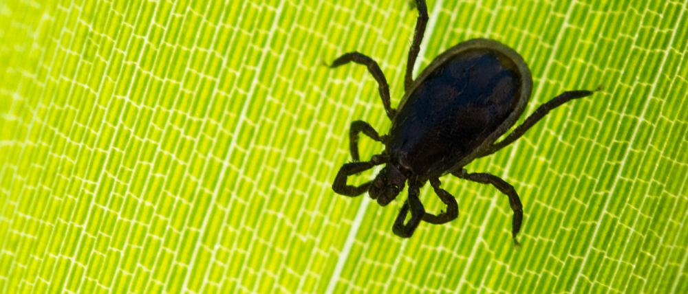 Eine Zecke ist auf einem Blatt in einem Garten zu sehen.