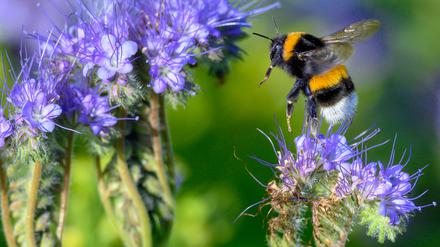 Eine Hummel landet auf den Blüten einer Phacelia-Pflanze auf einem Acker. (Symbolbild)