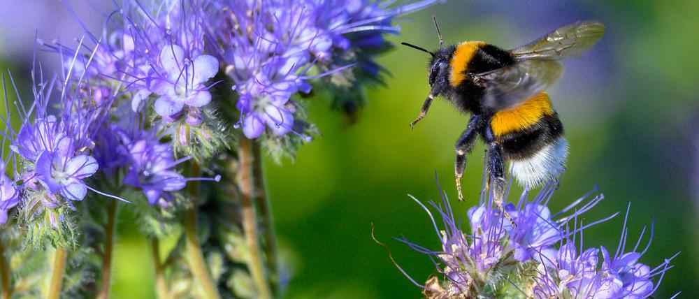 Eine Hummel landet auf den Blüten einer Phacelia-Pflanze auf einem Acker. (Symbolbild)