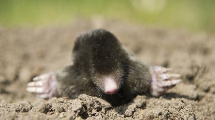 Der Lebensraum des Maulwurfs schwindet. Auch der Bestand?