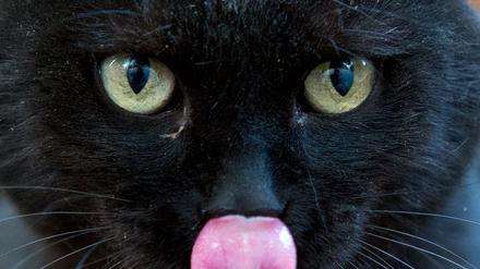 Die Tierschutzpartei kümmert sich auch um Katzen.