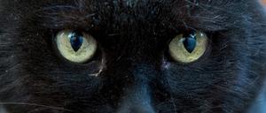 Die Tierschutzpartei kümmert sich auch um Katzen.