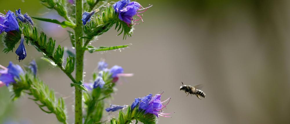 Der Gemeine Natternkopf lockt eine besondere Wildbienenart an: Natternkopfbiene.