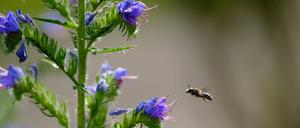 Der Gemeine Natternkopf lockt eine besondere Wildbienenart an: Natternkopfbiene.