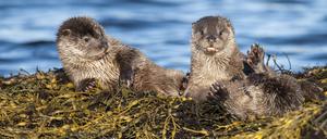 Der Fischotter ist geschützt. Doch in Bayern darf er ab sofort ganzjährig getötet werden, um „ernste fischwirtschaftliche Schäden“ abzuwenden.