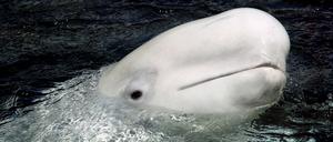 Ein Belugawal.