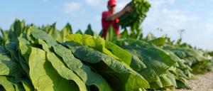 Ein Mitarbeiter des städtischen Tabakprojekts trägt ein Bündel frisch geernteter Tabakblätter vom Tabakfeld.