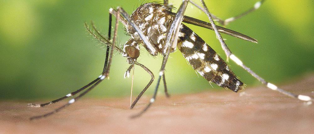 Eine weibliche Asiatische Tigermücke (Aedes albopicts). 