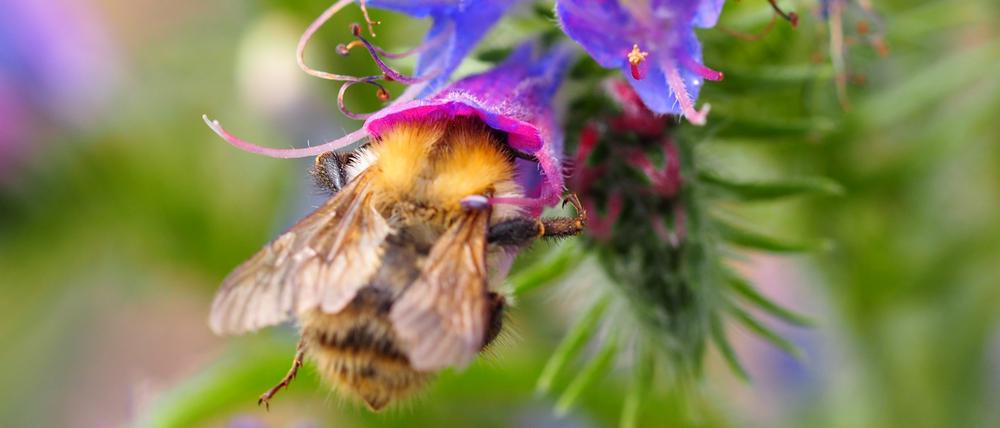 Eine Hummel lässt es sich schmecken.