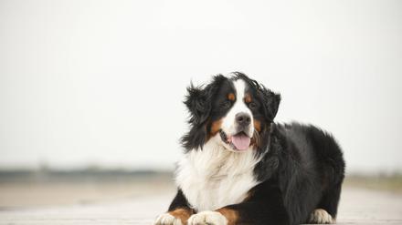 Die maligne Histiozytose, bei der bestimmte Zellen des Immunsystems, die Histiozyten, zu bösartigen und schnell metastasierenden Tumorzellen entarten, findet man vor allem beim Berner Sennenhund.