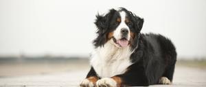 Die maligne Histiozytose, bei der bestimmte Zellen des Immunsystems, die Histiozyten, zu bösartigen und schnell metastasierenden Tumorzellen entarten, findet man vor allem beim Berner Sennenhund.