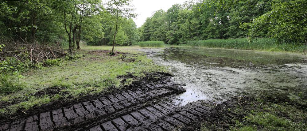 Die Düsteren Teiche sind vom Austrocknen bedroht. Die deshalb durchgeführte Schilfmahd vertreibt aber Vögel und Kröten, kritisieren Anlieger.