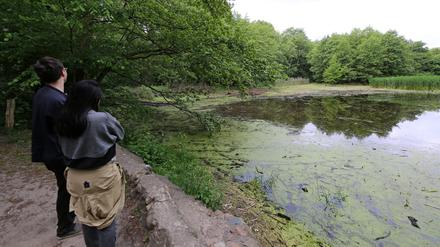 Düstere Teiche in Potsdam. Umfangreiche Mäharbeiten beeinträchtigen die Fauna in deiesem Naturschutzgebiet.