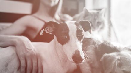 Wenn ein Ex-Partner alle Tiere bekommt, bleibt der andere allein.