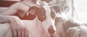 Wenn ein Ex-Partner alle Tiere bekommt, bleibt der andere allein.