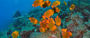 Forschende prüfen, wie sich Fischbestände entwickeln.