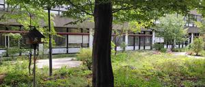 Die Buche spendet den Pflanzen des Palliativgartens Schatten.