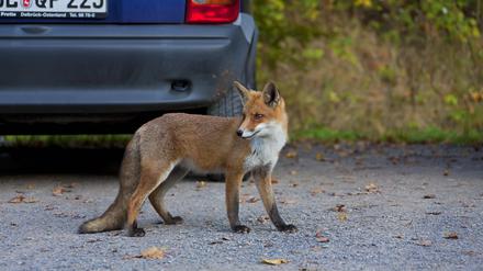 Ein Fuchs auf einem Parkplatz (Symbolbild).