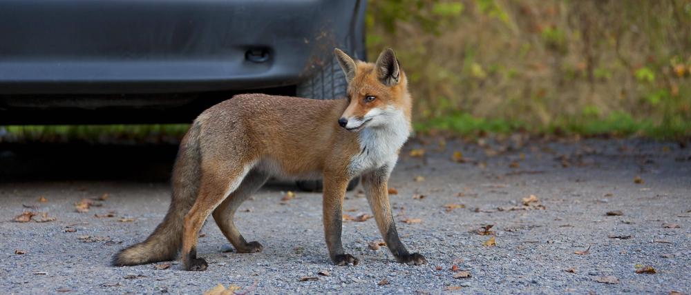 Ein Fuchs auf einem Parkplatz (Symbolbild).