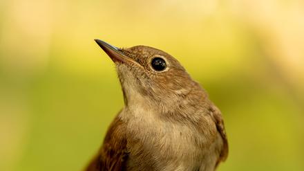 Es ist die Nachtigall und nicht die Lärche.