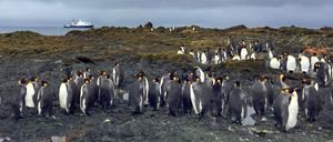 Die Macquarieinsel liegt zwischen Australien und der Antarktis (Archivbild).