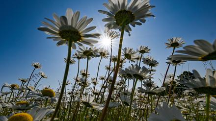 Unzählige Wiesen-Margeriten (Leucanthemum vulgare) blühen auf einer Wiese im Landkreis Oder-Spree.
