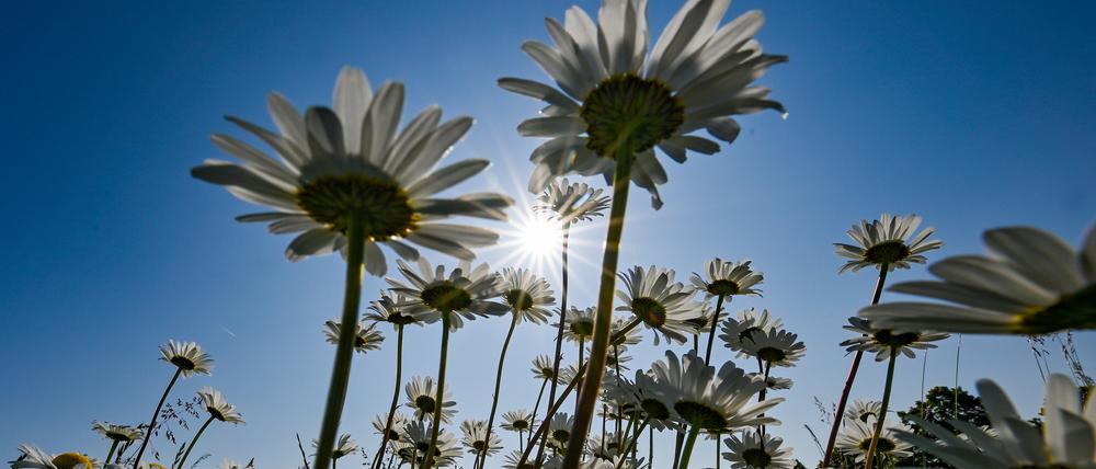 Unzählige Wiesen-Margeriten (Leucanthemum vulgare) blühen auf einer Wiese im Landkreis Oder-Spree.