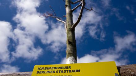 „Ich bin ein Berliner Stadtbaum“  – mit der Kampagne «Stadtbäume für Berlin» will die Senatsverwaltung für Stadtentwicklung und Umwelt dem zunehmendem Verlust von Bäumen an den Berliner Straßen entgegenwirken. 