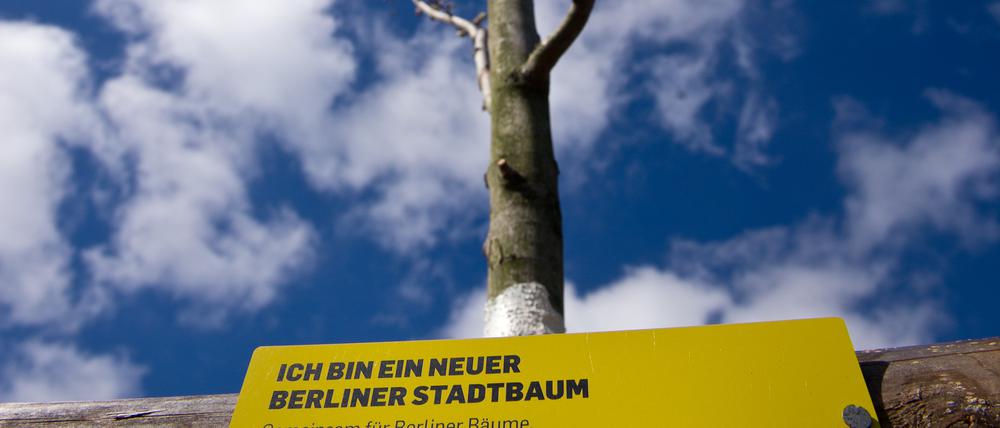 „Ich bin ein Berliner Stadtbaum“  – mit der Kampagne «Stadtbäume für Berlin» will die Senatsverwaltung für Stadtentwicklung und Umwelt dem zunehmendem Verlust von Bäumen an den Berliner Straßen entgegenwirken. 