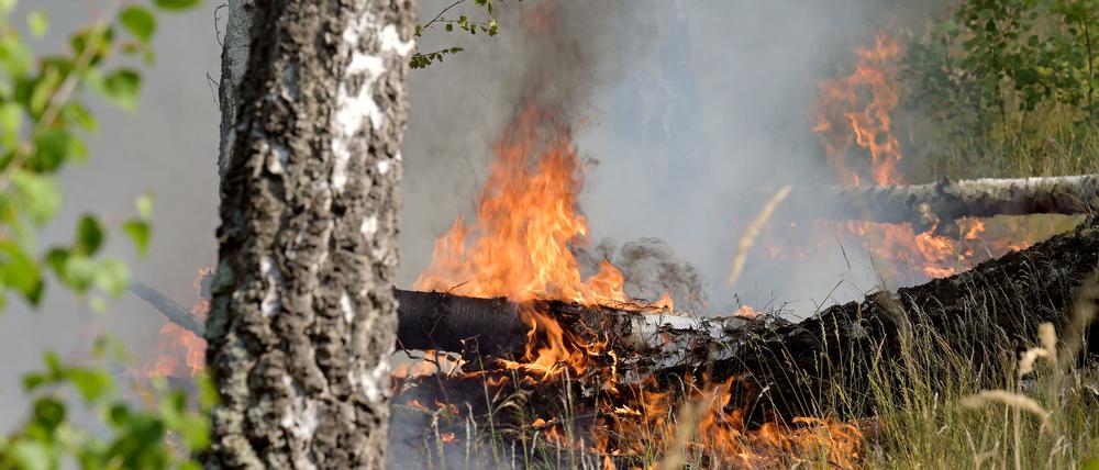 Der Waldbrand in dem ehemaligen Truppenübungsgebiet ist immer noch nicht gelöscht.