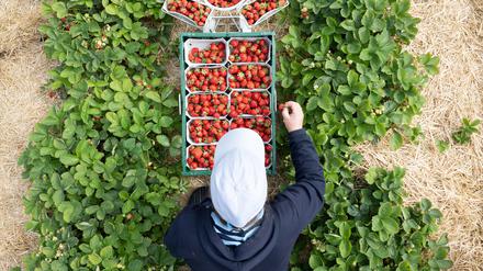 Eine Erntehelferin pflückt Erdbeeren auf einem sächsischen Erdbeerfeld.