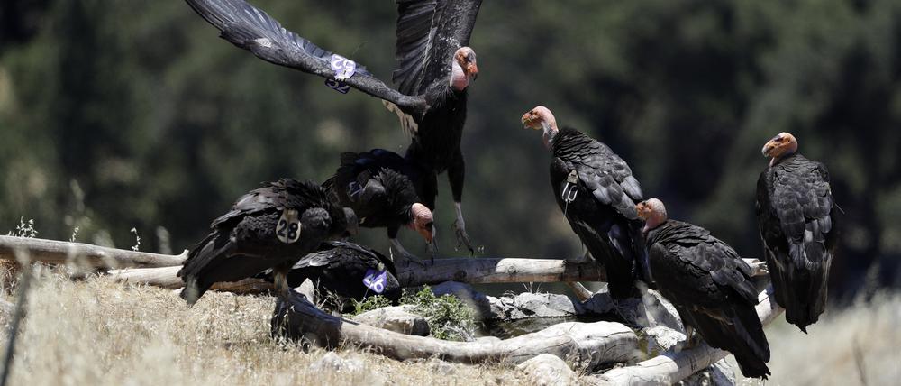 Zum Schutz der vom Aussterben bedrohten Kalifornischen Kondore wollen die USA erstmals frei lebende Wildvögel gegen die derzeit in bislang unbekanntem Ausmaß grassierende Vogelgrippe impfen.