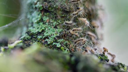 ARCHIV - 11.06.2019, Berlin: Raupen des Eichenprozessionsspinners in ihrem Nest auf einem Baum. (zu «Warnung vor Raupen des Eichenprozessionsspinners in Berlin») Foto: Lisa Ducret/dpa +++ dpa-Bildfunk +++