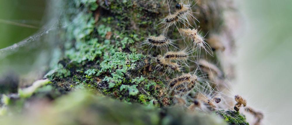 ARCHIV - 11.06.2019, Berlin: Raupen des Eichenprozessionsspinners in ihrem Nest auf einem Baum. (zu «Warnung vor Raupen des Eichenprozessionsspinners in Berlin») Foto: Lisa Ducret/dpa +++ dpa-Bildfunk +++