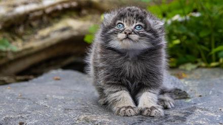 Erstmals seit 18 Jahren gab es im Berliner Tierpark wieder Manul-Nachwuchs.