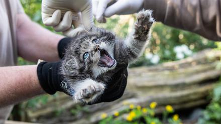 Manul-Nachwuchs im Tierpark Berlin