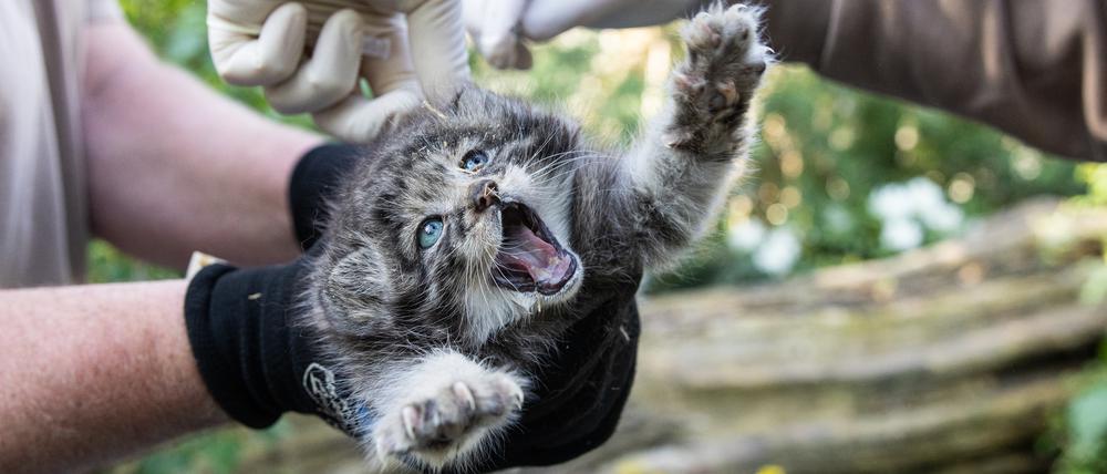 Manul-Nachwuchs im Tierpark Berlin